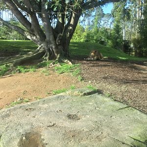 African Lion Exhibit