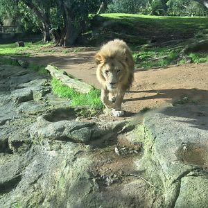 African lion (Panthera leo)