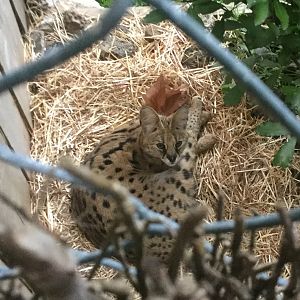 Serval (Leptailurus serval)