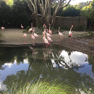 Greater flamingo (Phoenicopterus roseus)