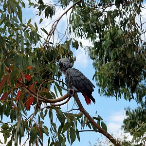 African Grey Parrot