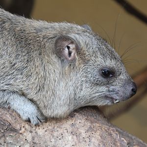 Rock Hyrax