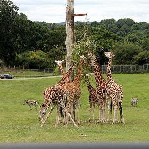 Giraffes Feeding