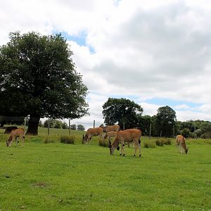 Eland Herd