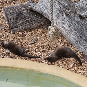 Playful Otters