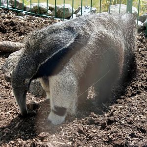 Giant Anteater