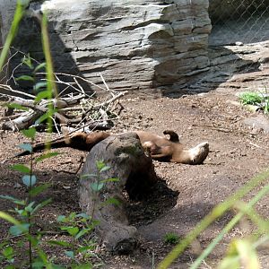 Giant Otter