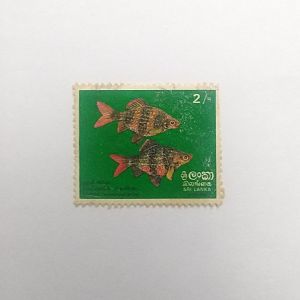 Puntius nigrofasciatus - Postage stamp Sri Lanka