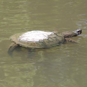 Common Snapping Turtle
