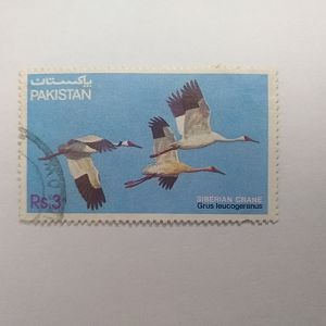 Siberian crane - Postage stamp Pakistan