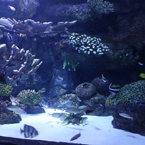 Reef-part of the Tunnel-aquarium