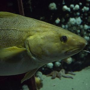 Atlantic Cod