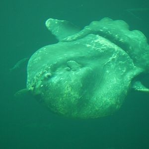 Ocean Sunfish