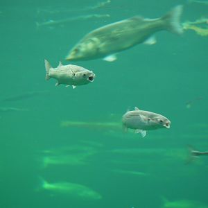 Thicklip Grey Mullet
