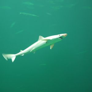 School Shark