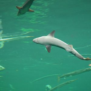 Spiny Dogfish