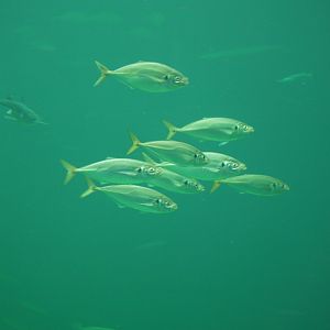 Atlantic Horse Mackerel