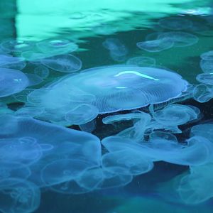 Moon Jelly