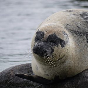 Harbour Seal