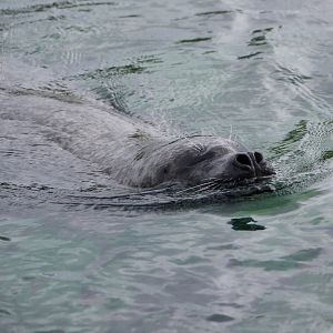 Harbour Seal