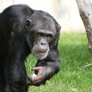 Western Chimpanzee