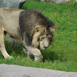 Asiatic Lion