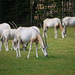 Scimitar-horned Oryx