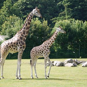 Rothschild's Giraffe