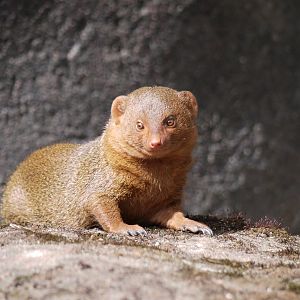 Dwarf Mongoose