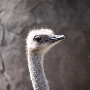 Common Ostrich