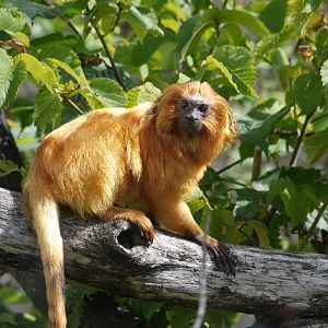 Golden Lion Tamarin