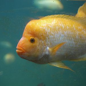 Midas Cichlid