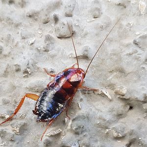 American cockroach (Periplaneta americana)