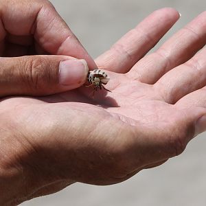 Small Hermit crab