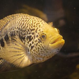 Jaguar Cichlid