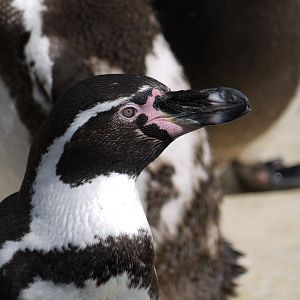 Humboldt Penguin