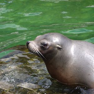 California Sea Lion