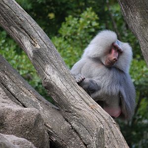 Hamadryas Baboon
