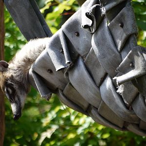 White-Nosed Coati