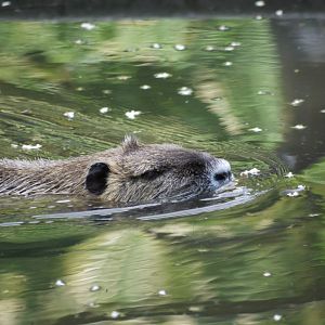 Nutria