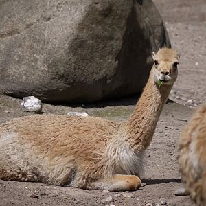 Vicuña