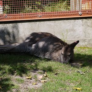 Black-faced Kangaroo