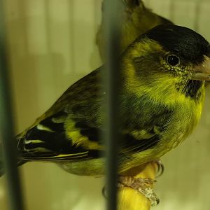 Black-chinned siskin