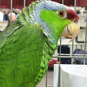 Lilac-crowned amazon