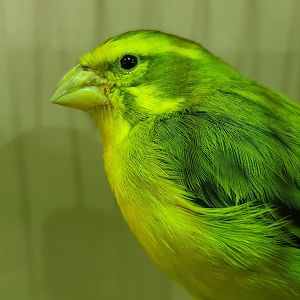 Yellow canary - Serinus flaviventris