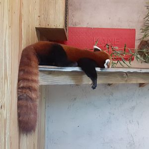 Red Panda