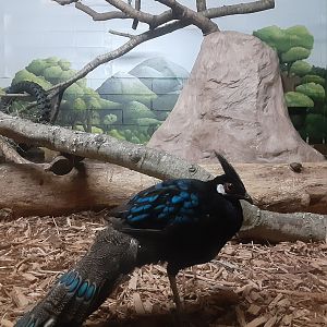 Palawan Peacock Peasant