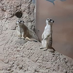 Slender-tailed Meerkats