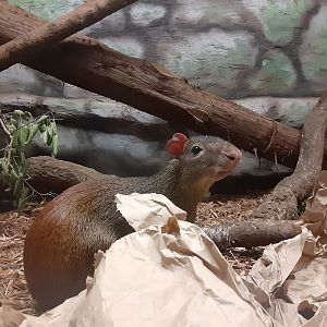 Brazilian Agouti