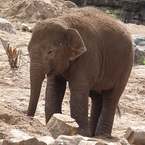 Young Asian Elephant bull